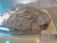 -辽宁古生物博物馆