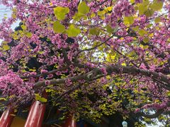 -西安市广仁寺