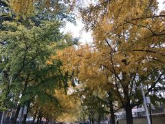 -三里屯东五街银杏大道