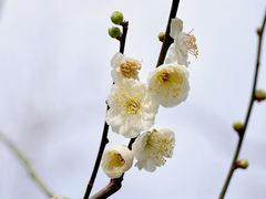 -梅花山(明孝陵内)