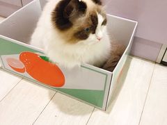 -喵的天空名猫咖啡馆·撸猫·猫舍·用品