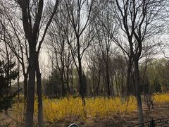 -大兴滨河森林公园