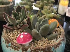 -桂林市花鸟市场