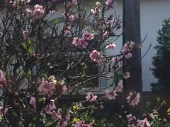 -南汇桃花村
