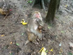 -黔灵山公园