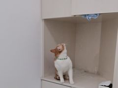 -汪喵宠物医院·骨科心脏影像·犬猫急重症ICU诊疗中心(成华分院)