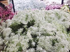 -ChaKo Flora ·茶子花艺 (市北店)
