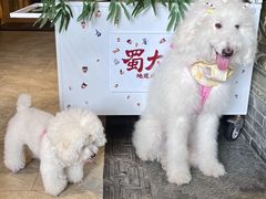 -蜀大侠火锅(春熙路店)