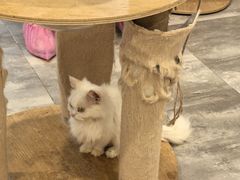 -楼上猫咖(罗湖店)