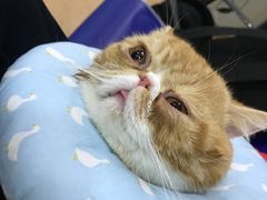 -芭比堂宠物医院·全科爱猫医院·仁德分院