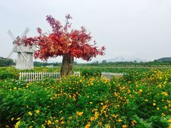 -北京东方普罗旺斯薰衣草庄园