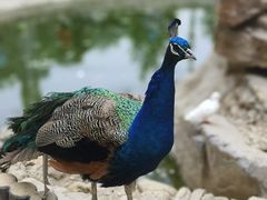 -栾川竹海野生动物园