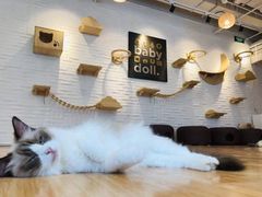 -momokira米努特·德文卷毛猫·棉花面纱犬