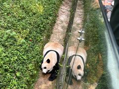 -都江堰中华大熊猫苑