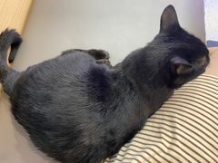 -喵园·猫主题咖啡厅·撸猫·猫咖(国贸店)