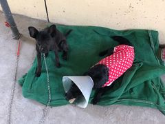 -达爱动物医院·犬猫分区·CT·复杂眼科(远洋山水分院)