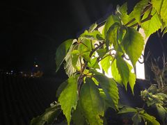 -Sirena海妖日咖夜酒