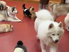 -和它·交个朋友·狗咖猫咖(爱琴海店)