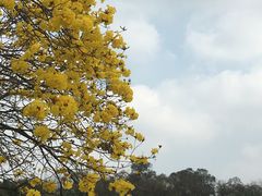 -仙湖旅游度假区