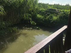 -樂桃源奉贤黄桃种植采摘基地