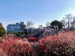 -南京古林公园