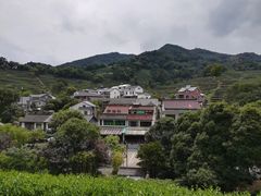 -龙井村