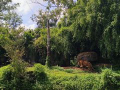 -海南热带野生动植物园
