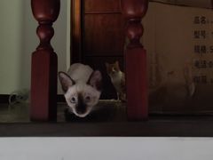 -瑞派福兴宠物医院犬猫全科·骨科·中西医结合(河东店)