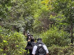 -铁山坪森林公园