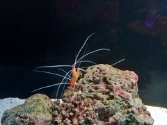 -暹罗海洋世界