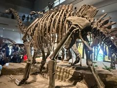 -自贡恐龙博物馆