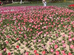 -上海鲜花港
