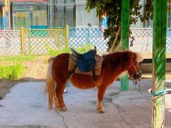 点击看大图 -萌宠亲子动物乐园(槐房万达店)