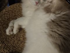 -猫猫幼稚园·撸猫·桌游·电玩