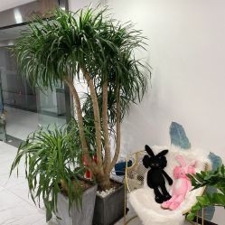 -久匠·野生眉半永久纹眉