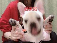 -瑞鹏宠物医院·骨科·猫科·内科(第一中心)