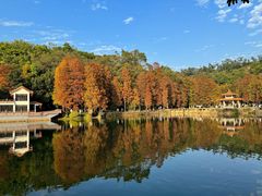-深圳仙湖植物园