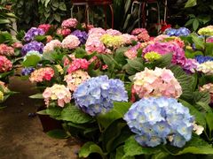 iphone_upload_pic-秦美花卉(天朗·莱茵小城2期店)