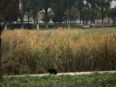 -后襄河公园