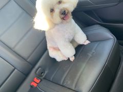 -宠福鑫康馨动物医院·骨科·眼科