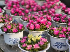 -国家植物园