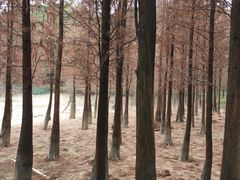 -广州市帽峰山景区