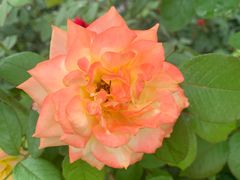 -大兴滨河森林公园