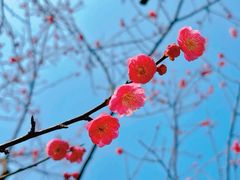-梅花山(明孝陵内)