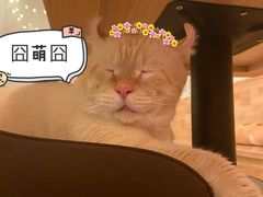 -猫腻·猫咖·撸猫馆(星光大道店)