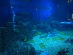 -烟台海昌鲸鲨海洋公园