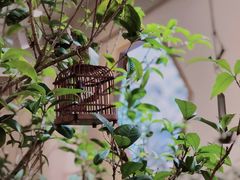 -成川茶店·潮汕工夫浓茶(万象店)