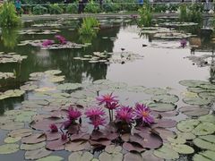 -莲花池公园