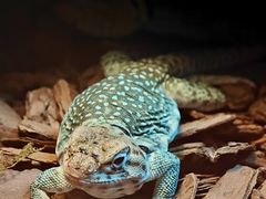 -帕帕拉兹宠物(亚洲旗舰店)