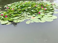 -前关湿地公园